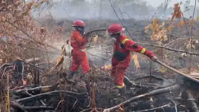 Di Balik Kebakaran Hutan Bukan Salah Kemarau Semata, Mengapa Bentang Alam Kita Rapuh?