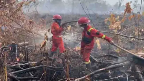 Di Balik Kebakaran Hutan Bukan Salah Kemarau Semata, Mengapa Bentang Alam Kita Rapuh?