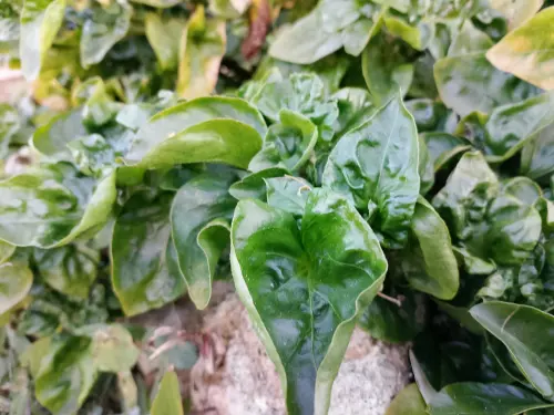 Perihal Bayam Brazil, Sayur Hias Unik yang Kaya Manfaat dan Anti Ribet