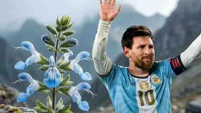 Amazing, Nama Messi Diabadikan Jadi Nama Spesies Tanaman Baru yang Langka