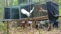 Menyesap Kebebasan, 10 Ekor Burung Paruh Bengkok Kembali ke Rimba Halmahera