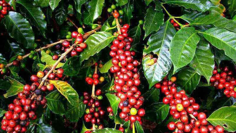 Benteng Senggang, Potensi Kopi Terbesar Kedua di Bulukumba
