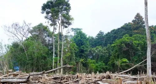 Ketika Hutan Digunduli, Inilah yang Terjadi pada Alam dan Manusia