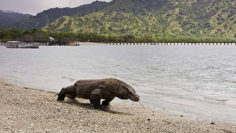 Komodo Dijual Keluar Negeri Melalui Medsos, Polisi Amankan 8 Pelaku di Surabaya
