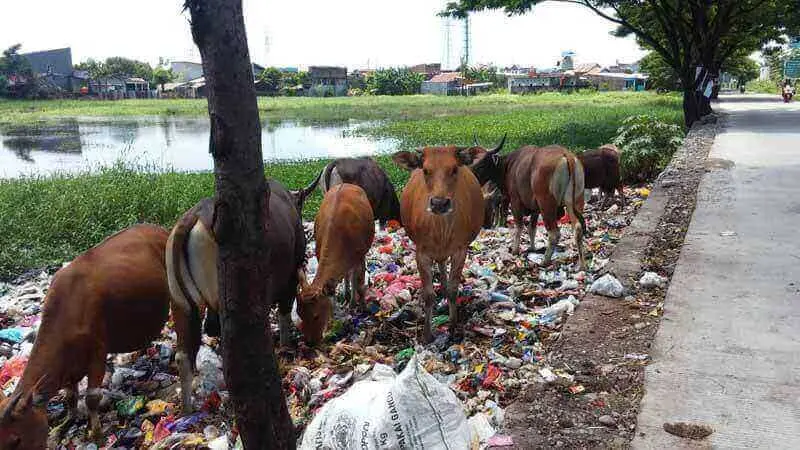 Ingat, Membuang Sampah di Gowa Hanya 6 Jam, Ini Jadwalnya!