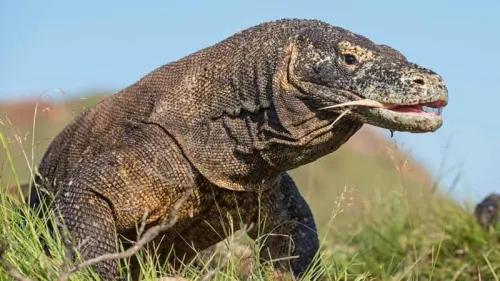 Komodo dan 8 Pelajaran Filosofis dari Siklus Hidupnya