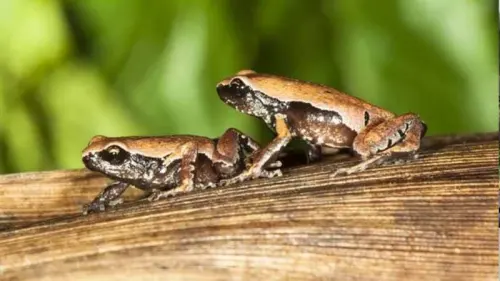 Populasi Amfibi Sekarat di Tangan Perubahan Iklim