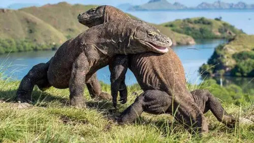 Pulau Komodo dan Pulau Galapagos Jajaki Kerjasama Konservasi dan Pariwisata