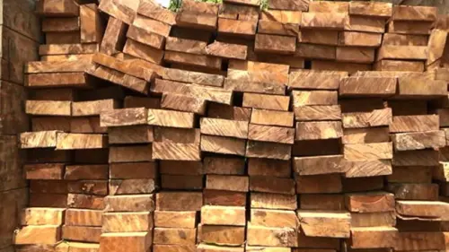 Energi Biomassa Kayu Bukan Energi Terbarukan, Benarkah?