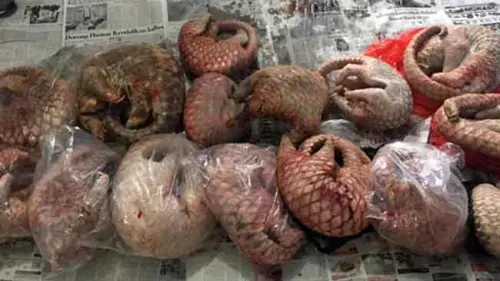 Lagi, Tim Gabungan KLHK Amankan Sindikat Perdagangan Sisik Trenggiling