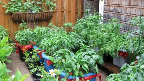 Melirik 7 Tren Berkebun di Tahun 2022