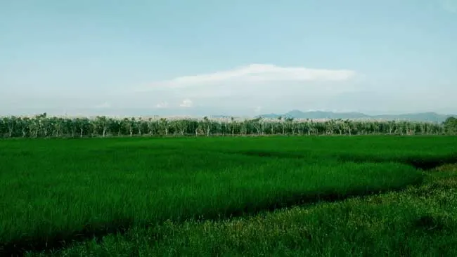 Pengelolaan Lingkungan Hidup Berkelanjutan dengan Perspektif Kebudayaan