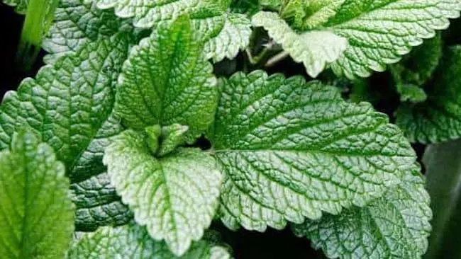 Apa Saja Khasiat Daun Mint untuk Kesehatan? Klik Ini!