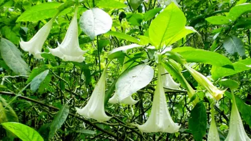 Kenali Ciri Spesies Invasif dan Dampak Negatifnya bagi Manusia dan Lingkungan