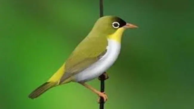 Tanpa Disadari Jendela Telah Berubah Jadi Kuburan Baru bagi Burung