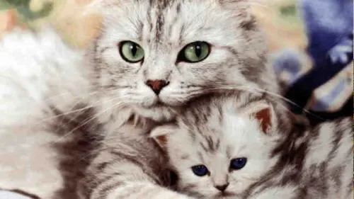 Akhir Kisah Grandong, Pemakan Kucing Hidup-Hidup yang Menyebalkan