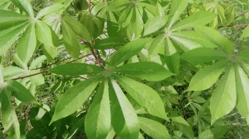 Ibu, Halaman Rumah, dan Daun Singkong
