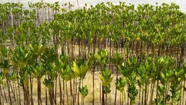 Selamat Hari Mangrove Sedunia, Ini Fakta Menarik tentang Mangrove!
