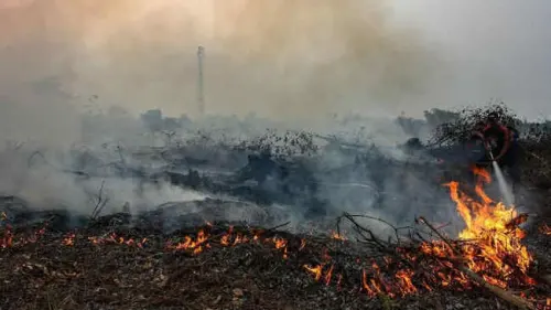 TMC Segera Beraksi Demi Cegah Karhutla Indonesia