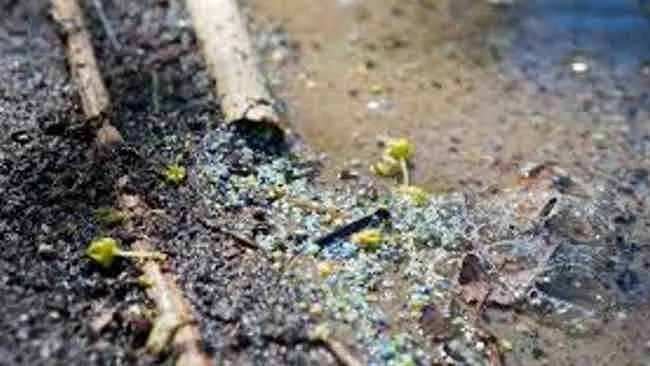 Ngeri, Tubuh Manusia pun Mulai Didiami Mikroplastik