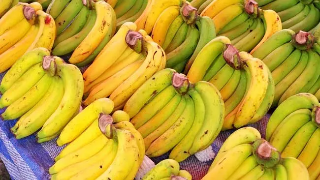 Krisis Iklim Ancam Masa Depan Pisang