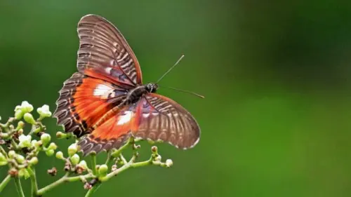 Cethosia myrina, Kupu-kupu Sayap Renda yang Semakin Langka
