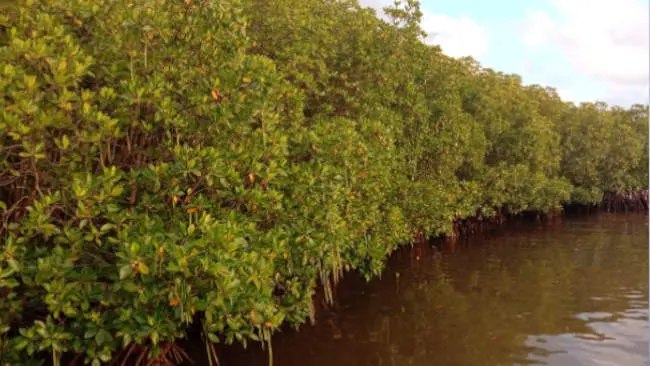 Separuh Ekosistem Mangrove Dunia Berisiko Alami Keruntuhan?