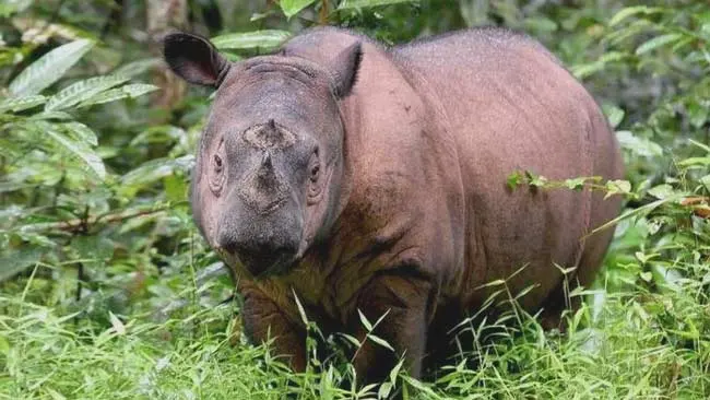 Begini Upaya KLHK Melestarikan Badak Sumatera di Kalimantan