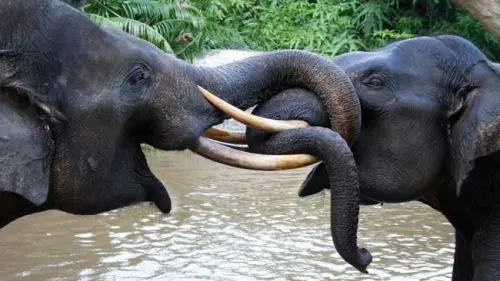 Melacak Ancaman Kepunahan Gajah Sumatera dan Strategi Menyelamatkannya