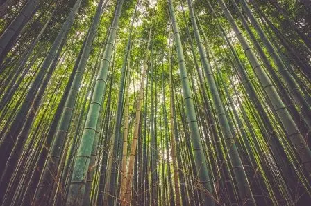 Peneliti Menjumpai Ancaman Degradasi Akut Pelestarian Bambu di Toraja