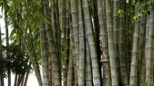 Perihal Bambu Betung, Kendaraan Pertama yang Tiba di Bumi