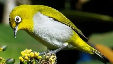Data Lengkap 9 Jenis Burung yang Diamankan BKSDA Kalteng