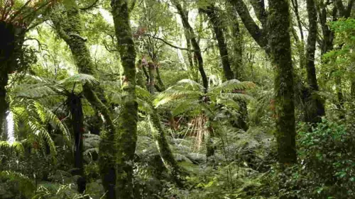 Alarm Bahaya, Hutan Tropis Dapat Berubah dari Penyerap Karbon Menjadi Sumber Karbon