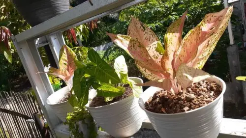 Berkenalan dengan Aglonema Sang Ratu Daun, Primadona Ibu-Ibu Muda