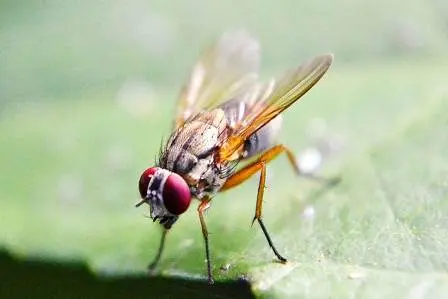 Lalat Buah, Sang Penyerang Buah dan 5 Fakta Menarik Tentangnya