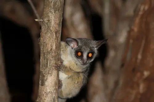 Tarsius, Si Mungil Romantis dengan 11 Fakta yang Mengejutkan