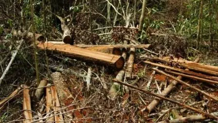 Lagi dan Lagi, illegal logging Kembali Terjadi