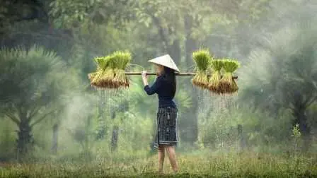 Membangun Sistem Pangan Berkelanjutan, Memberdayakan Petani dan Desa