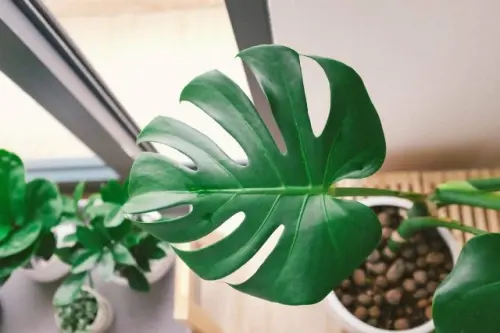 Mengapa Monstera Memiliki Lubang? Jawaban Ini Semoga Memuaskan Anda!