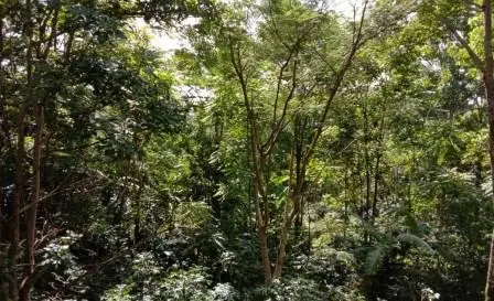 Tak Ada Alasan, Saatnya Mengoptimalkan Nilai Ekonomi Hutan