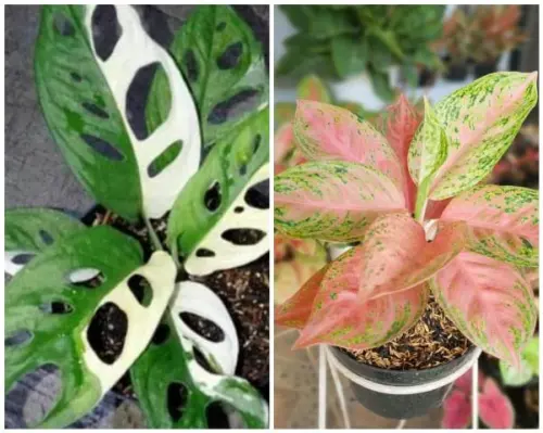 Tanaman Pot Primadona, Pilih Aglonema atau Janda Bolong?