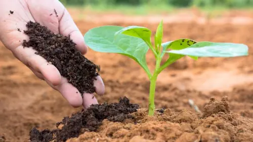 5 Jenis Limbah yang Bisa Jadi Pupuk Kompos untuk Menyuburkan Tanaman