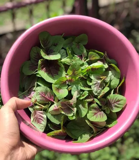 Meski Bernutrisi Tinggi, Hindari 6 Hal Ini Saat Konsumsi Sayur Bayam!