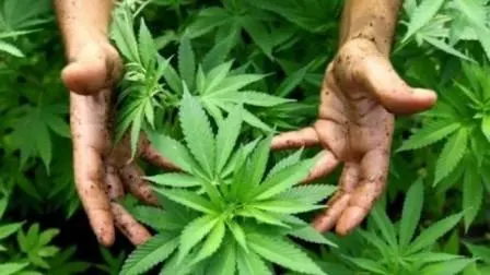 Sah Jadi Tanaman Obat di Tangan Kementan, Ini  11 Keajaiban Tanaman Ganja!