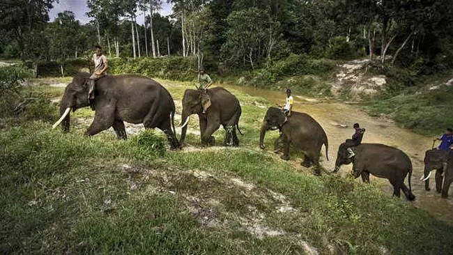 Sisca dan Wahid, Beri Kado Indah di Hari Gajah Sedunia dan HUT RI ke 75