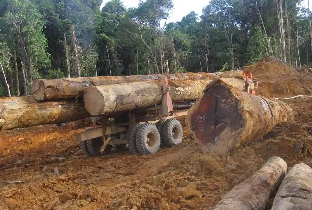 Omnibus Law Berpotensi Gilas Hak-hak Buruh dan Mengancam Kelestarian Hutan