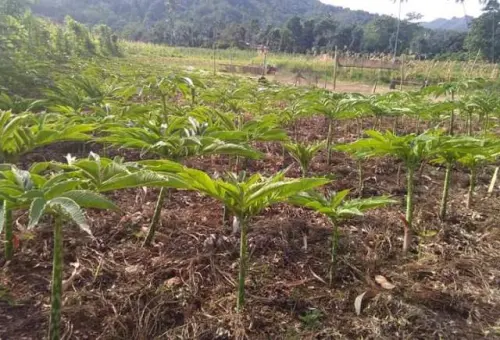 Melihat Potensi Tanaman Porang Melalui Produk Turunannya