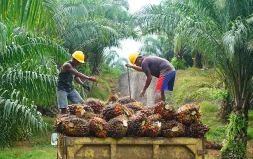 Perpanjangan INPRES Moratorium Sawit Peluang Menyejahterakan Petani