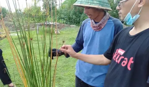 Bagaimana Ciri-ciri Tanaman yang Kekurangan Unsur Hara Esensial?