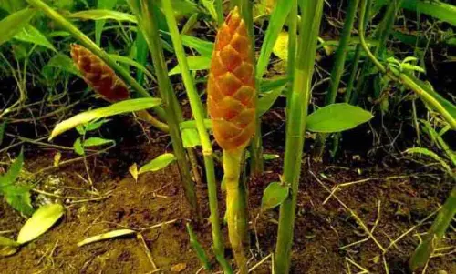 Bioprospeksi, Rahasia Molekuler Sulawesi Selatan